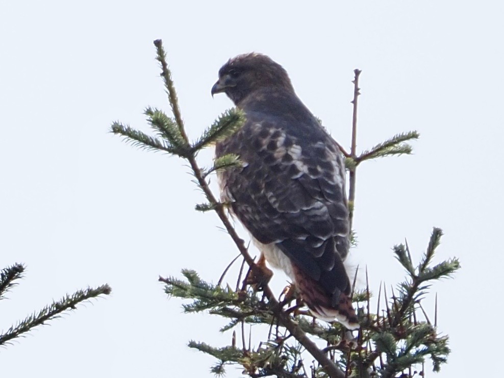 Red-tailed Hawk - ML316420371