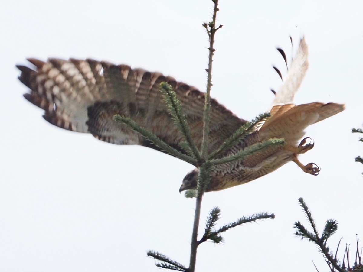 Red-tailed Hawk - ML316420441