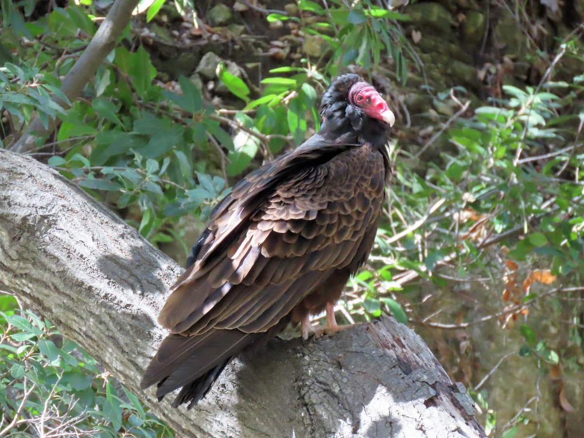 Turkey Vulture - Long-eared Owl