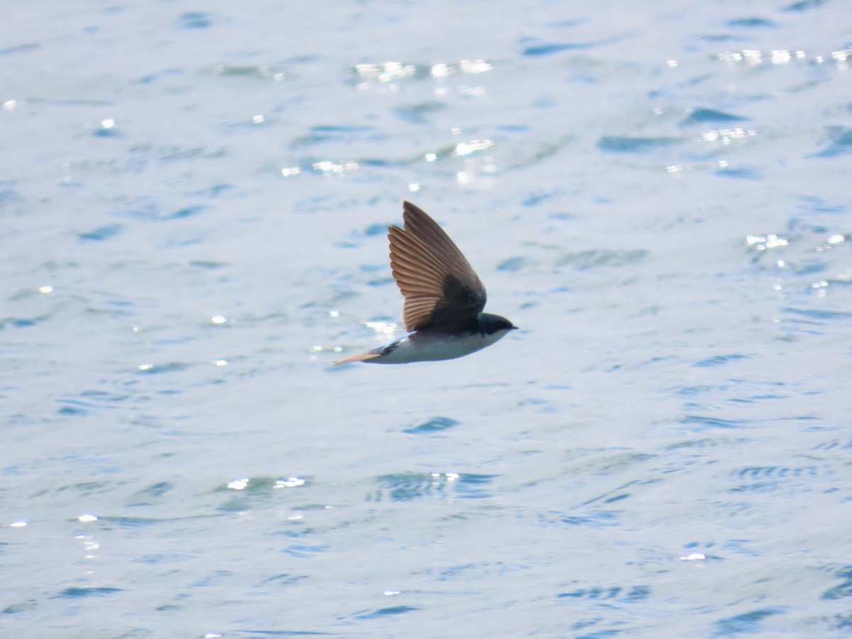 Tree Swallow - ML316423901