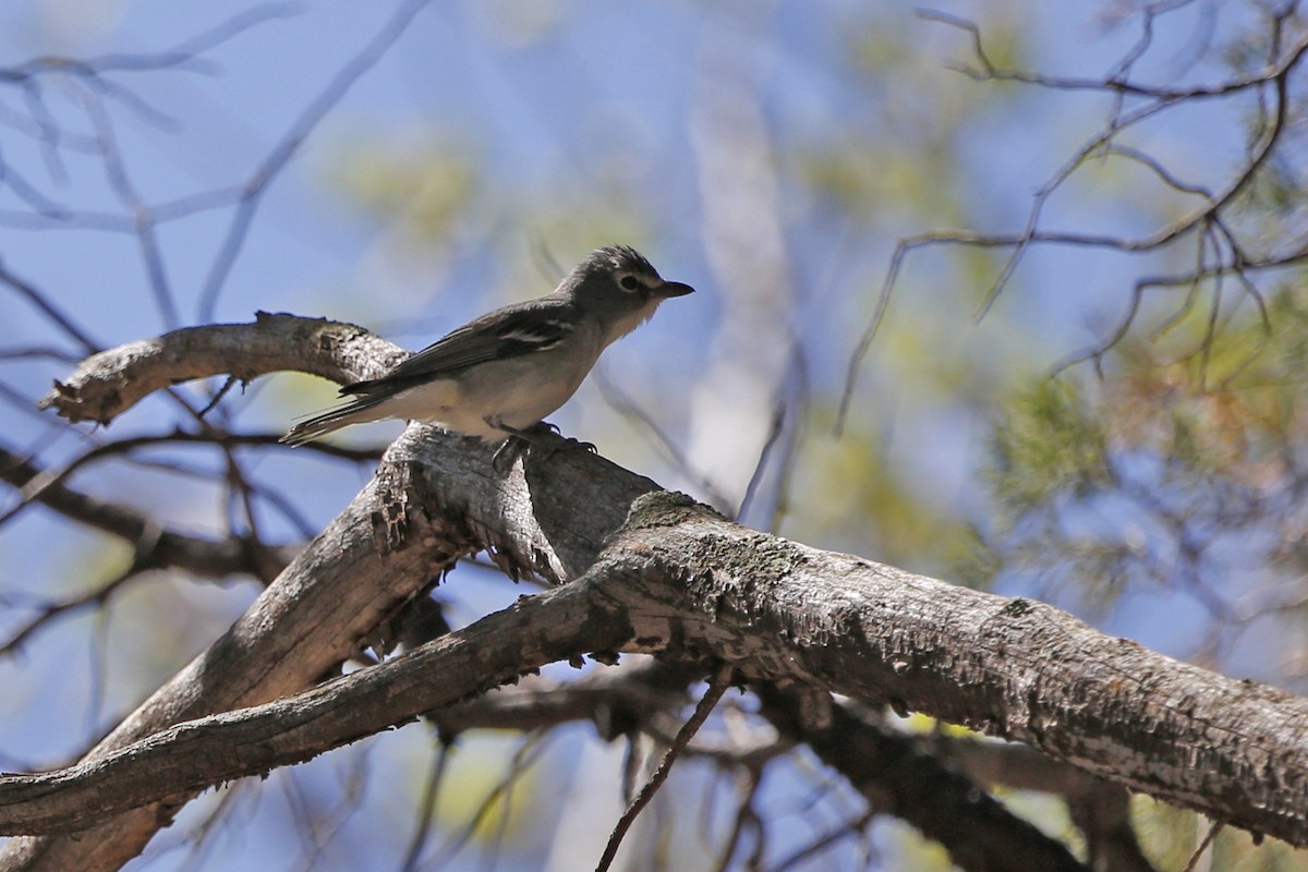 Plumbeous Vireo - Laura Keene