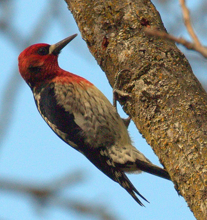Red-breasted Sapsucker - ML316425891