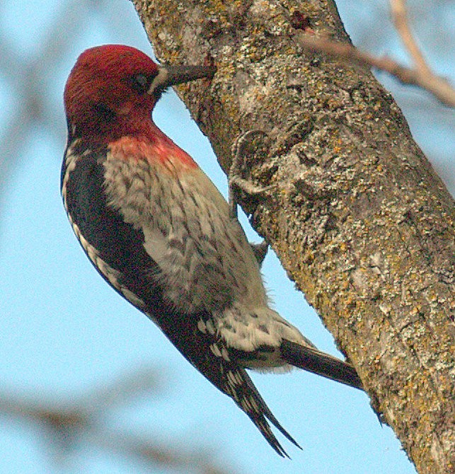 Red-breasted Sapsucker - ML316426221