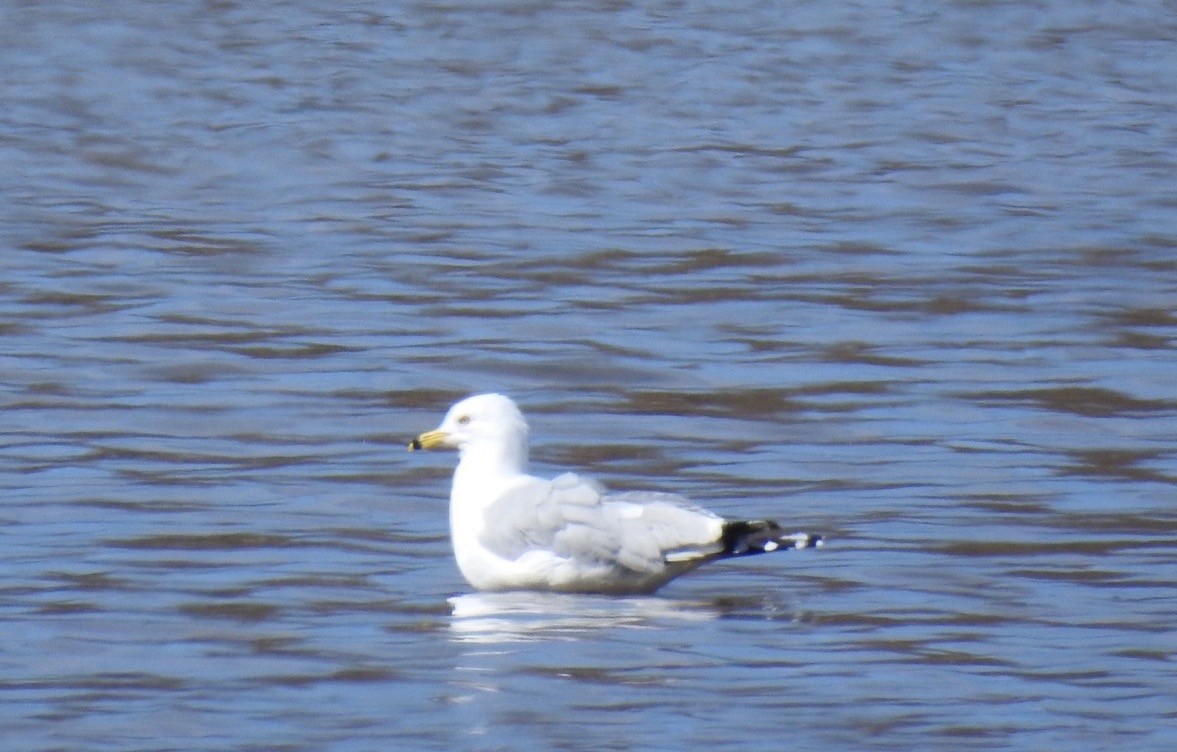 Ring-billed Gull - ML316426271