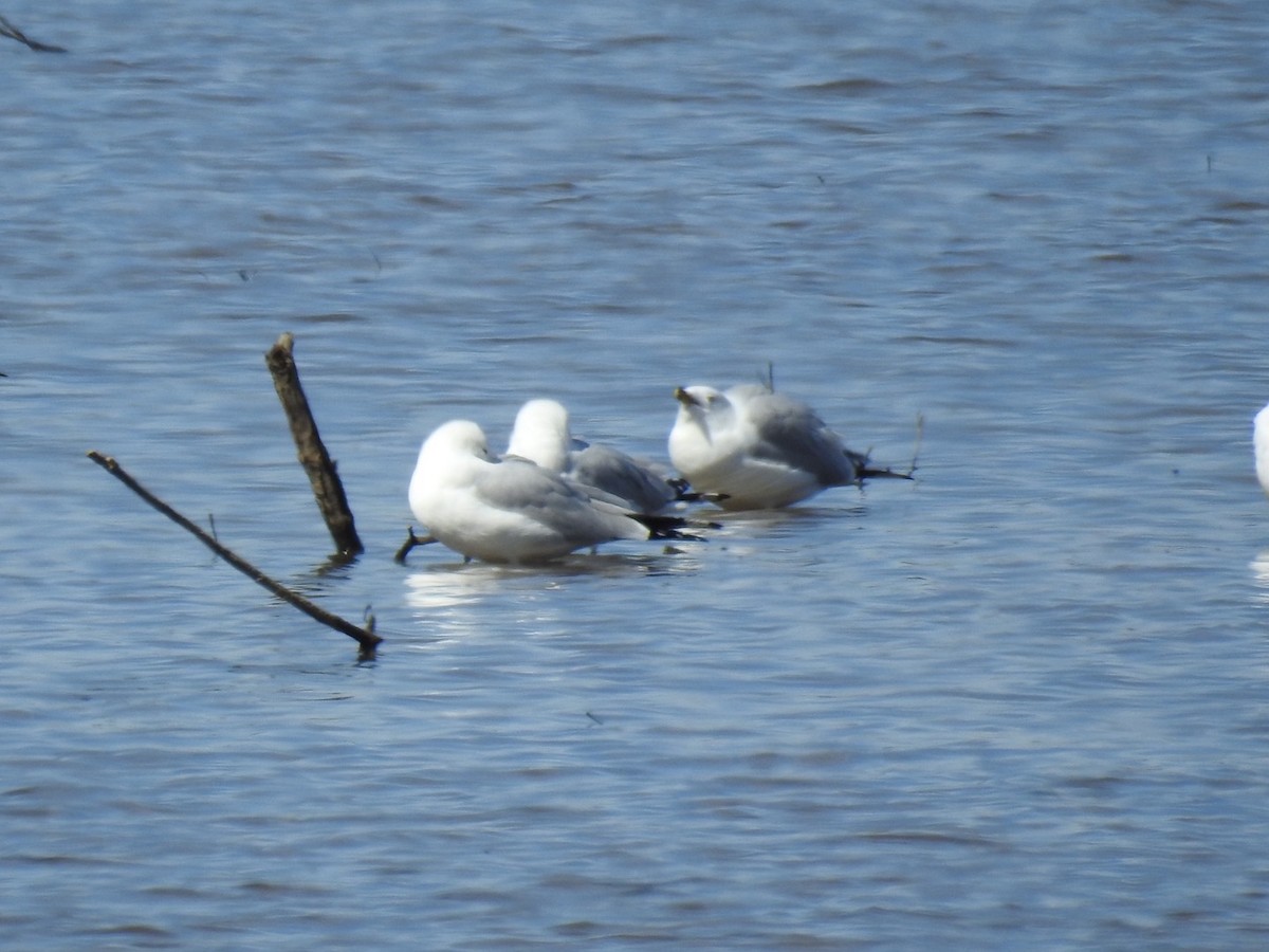 Ring-billed Gull - ML316426481