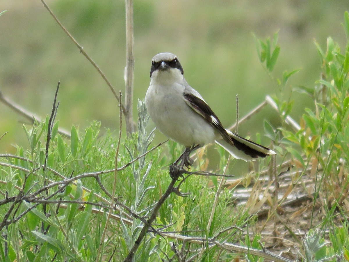 Loggerhead Shrike - ML31642691