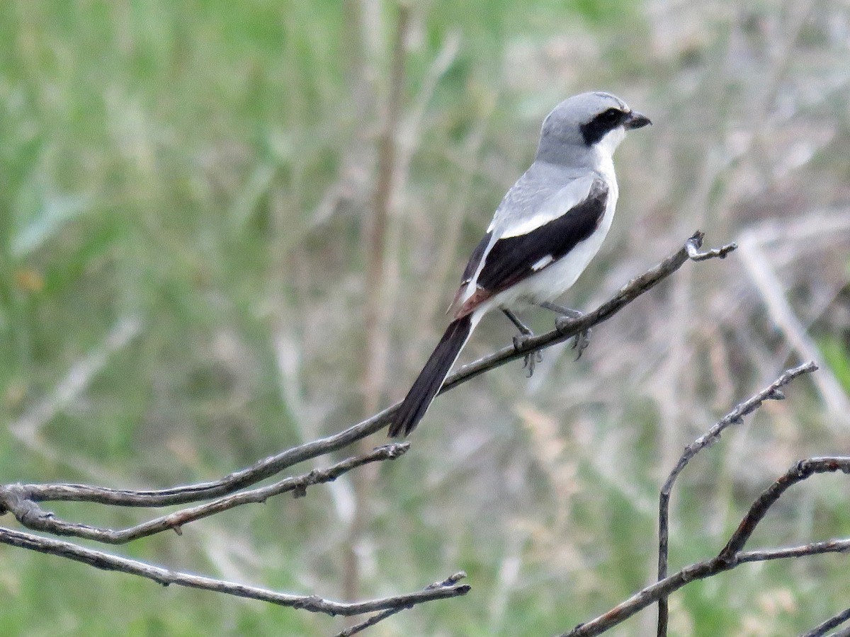 Loggerhead Shrike - ML31642701