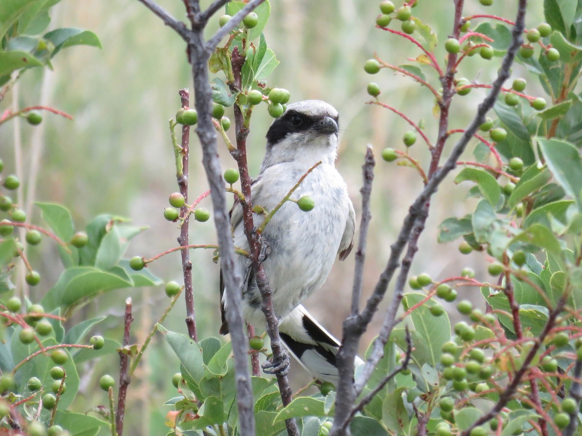 Loggerhead Shrike - ML31642711