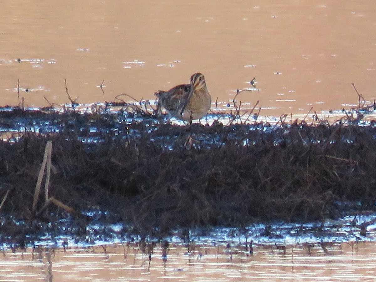 Wilson's Snipe - ML316429651