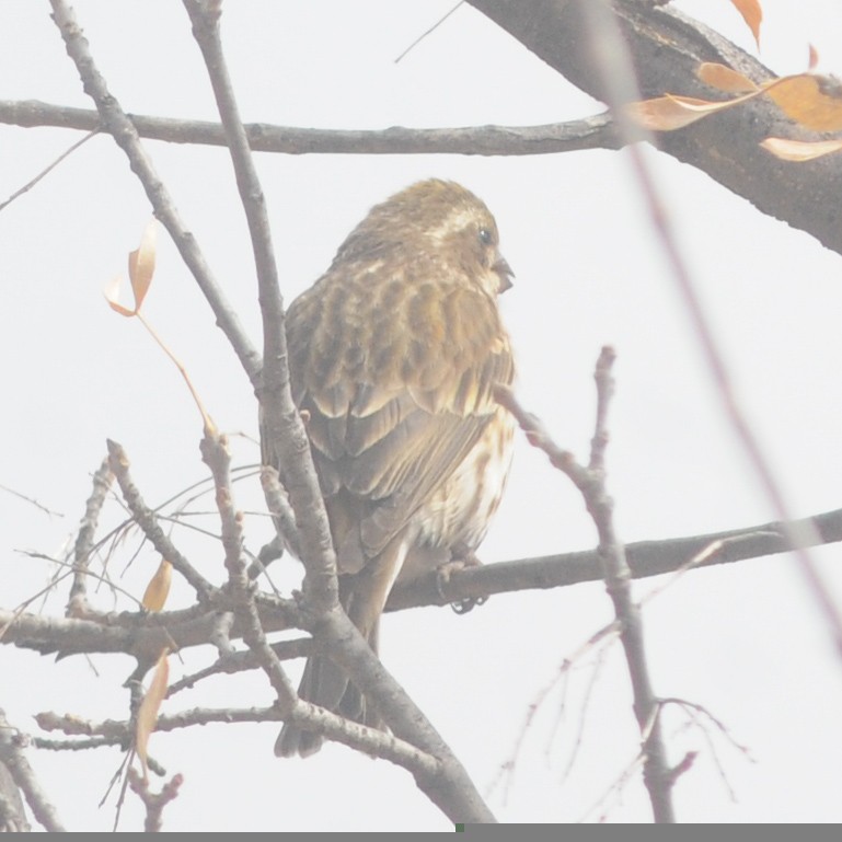 Purple Finch (Western) - Louie Dombroski