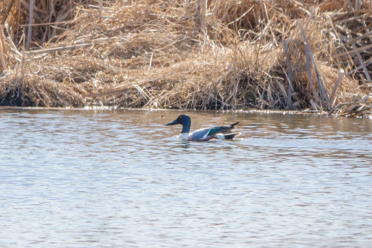 Northern Shoveler - Russell Ryan