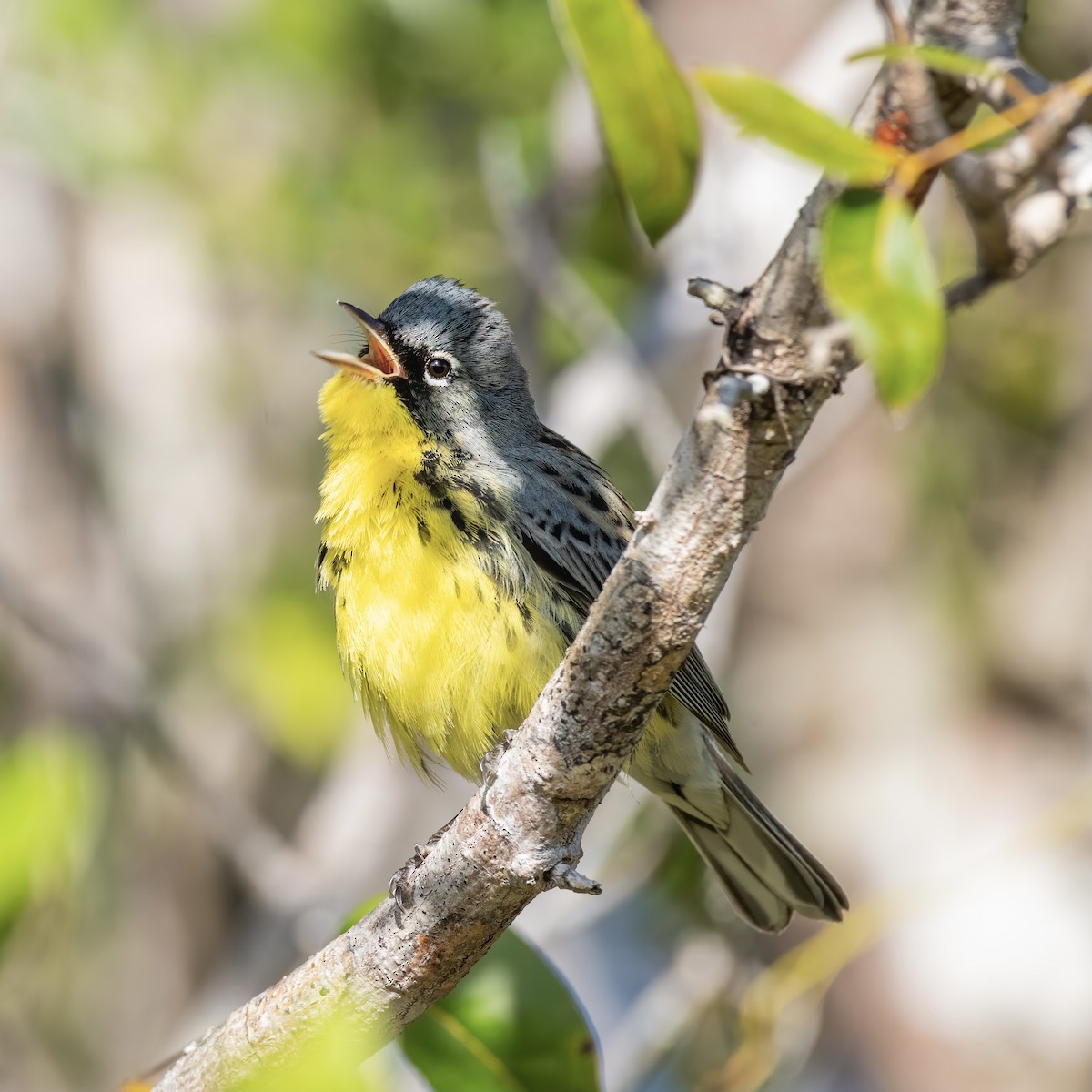 Kirtland's Warbler - ML316433771
