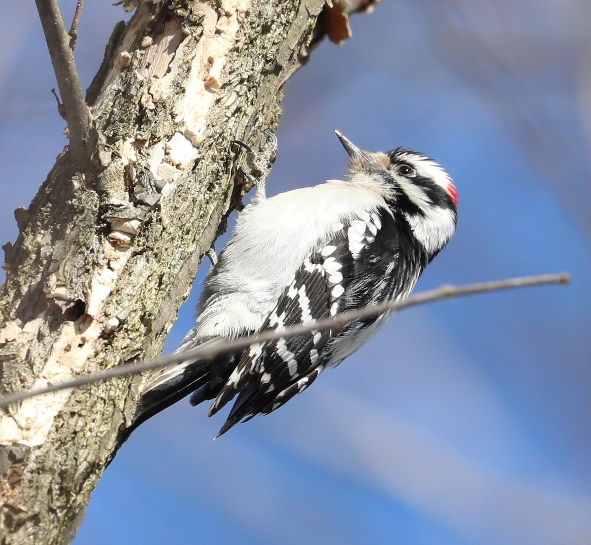Downy Woodpecker (Eastern) - ML316435981