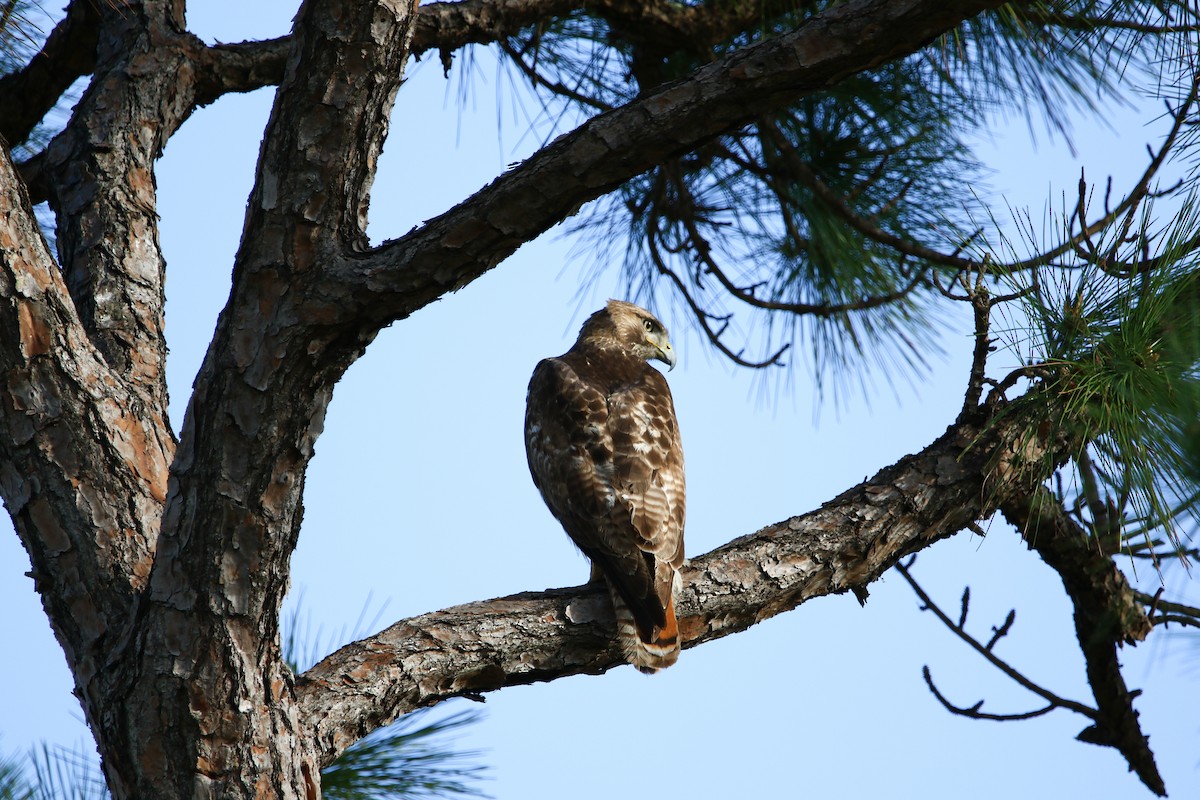 Red-tailed Hawk - Patti Savage
