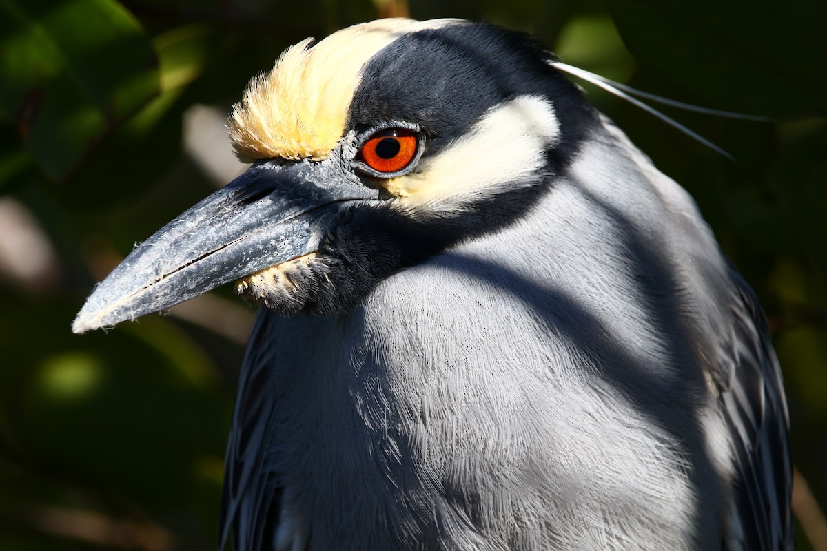 Yellow-crowned Night Heron - Patti Savage