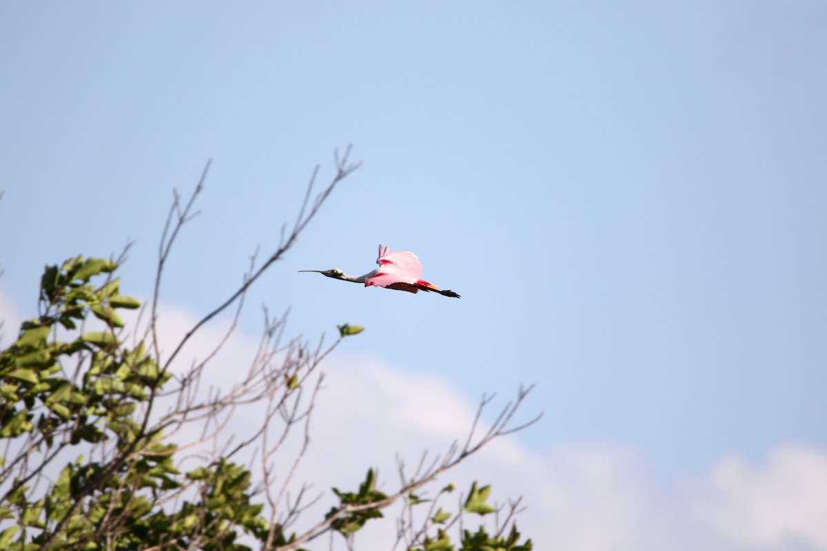 Roseate Spoonbill - ML316437891