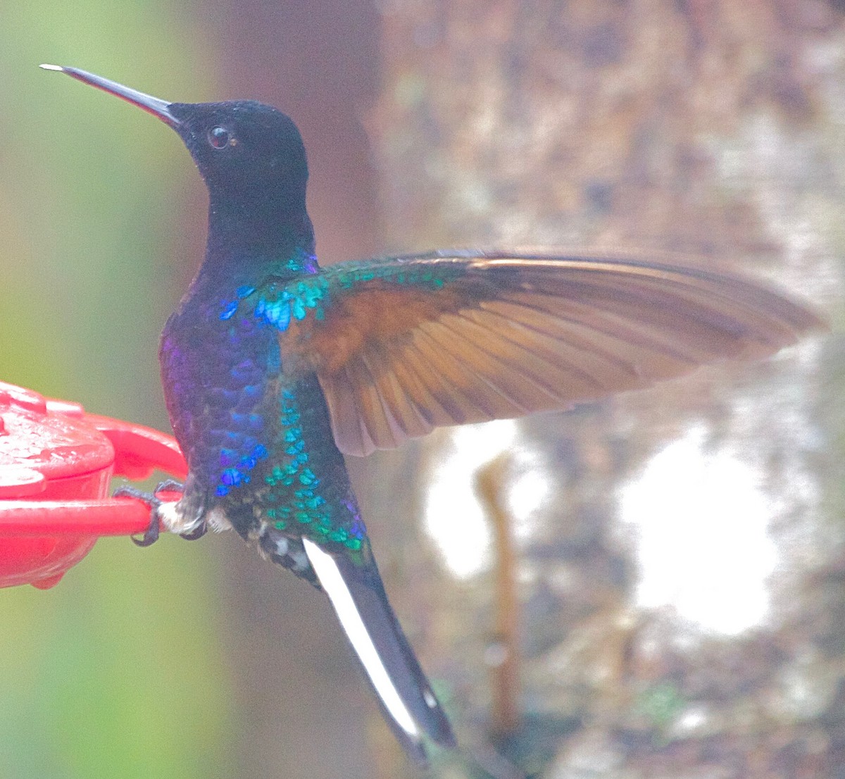 Velvet-purple Coronet - Karl Overman