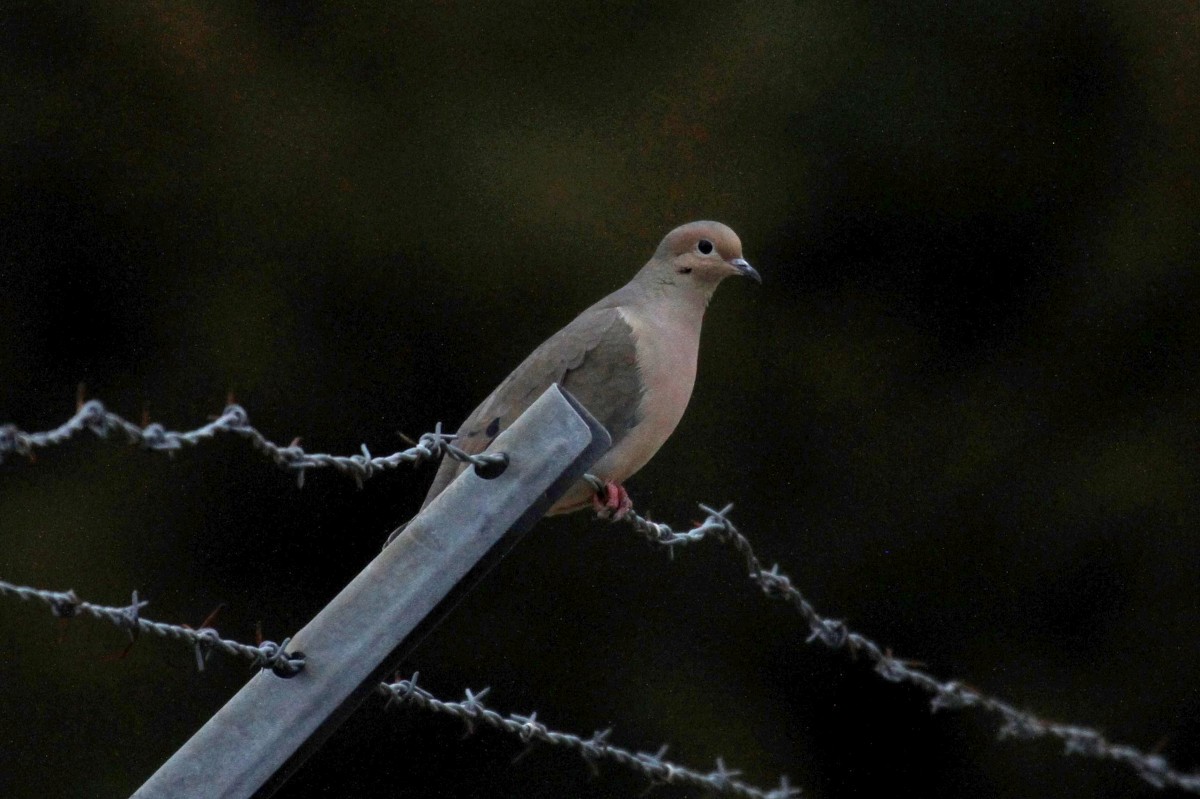 Mourning Dove - ML316440191