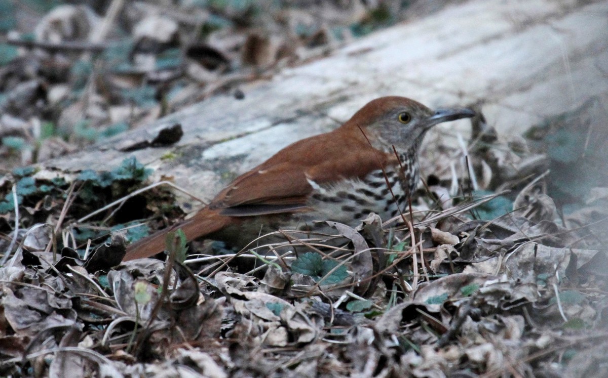 Brown Thrasher - ML316440301