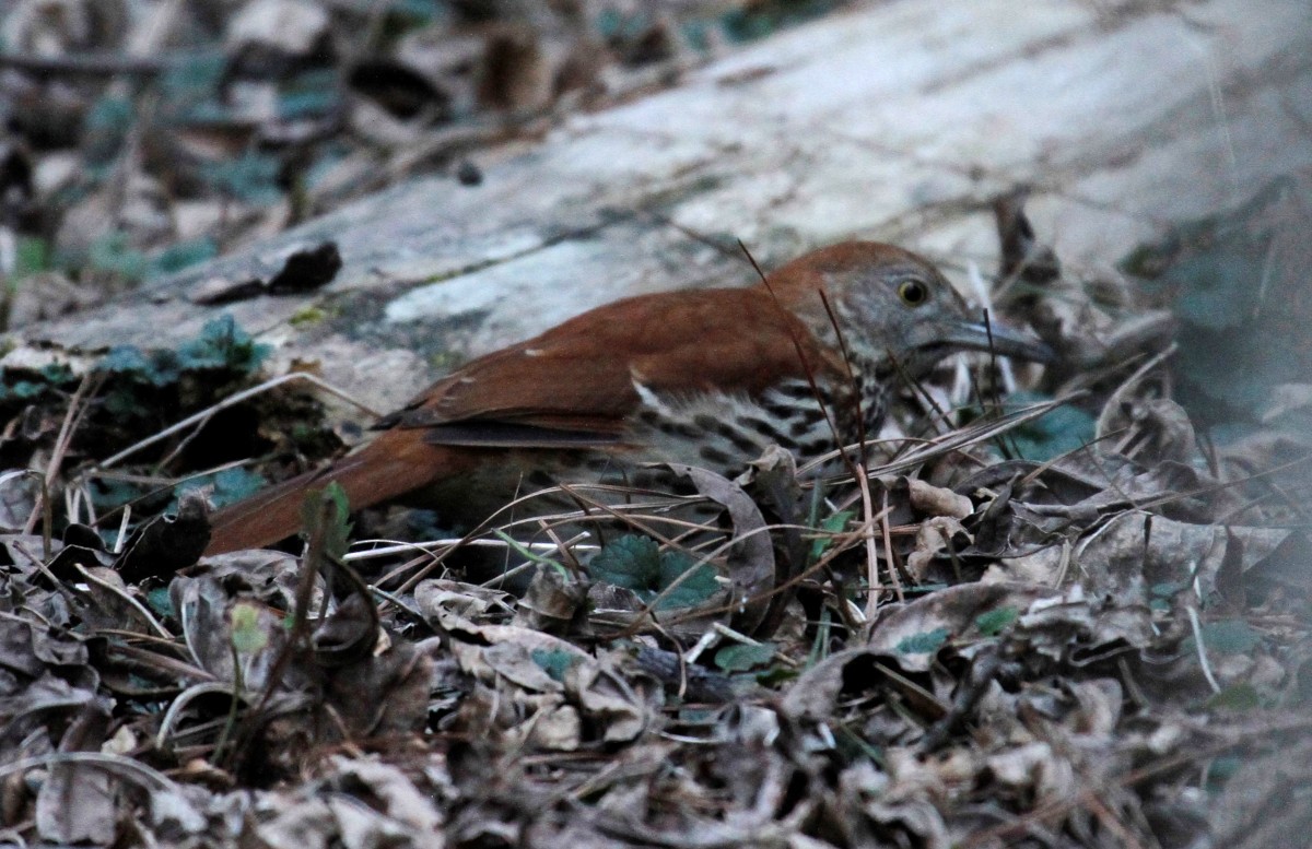 Brown Thrasher - ML316440311