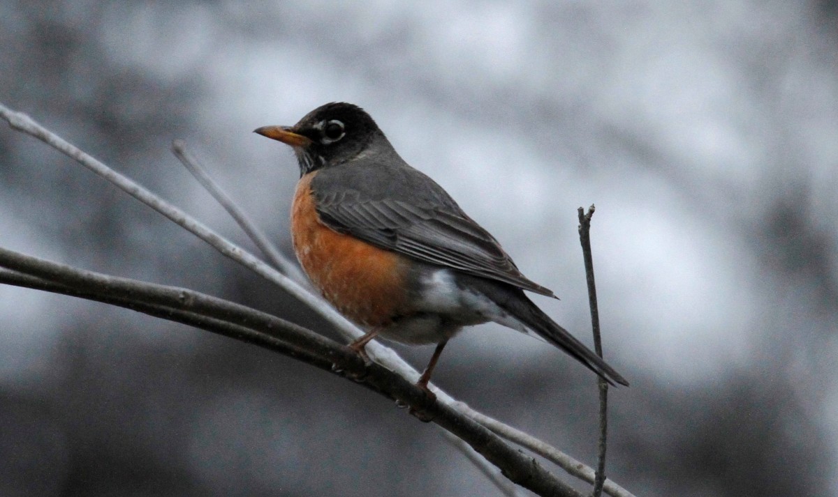 American Robin - ML316440371