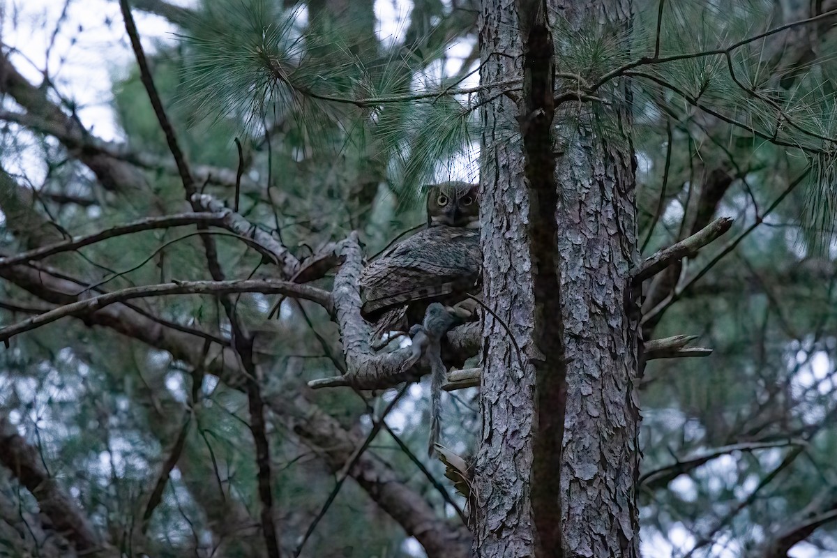 Great Horned Owl - ML316440591