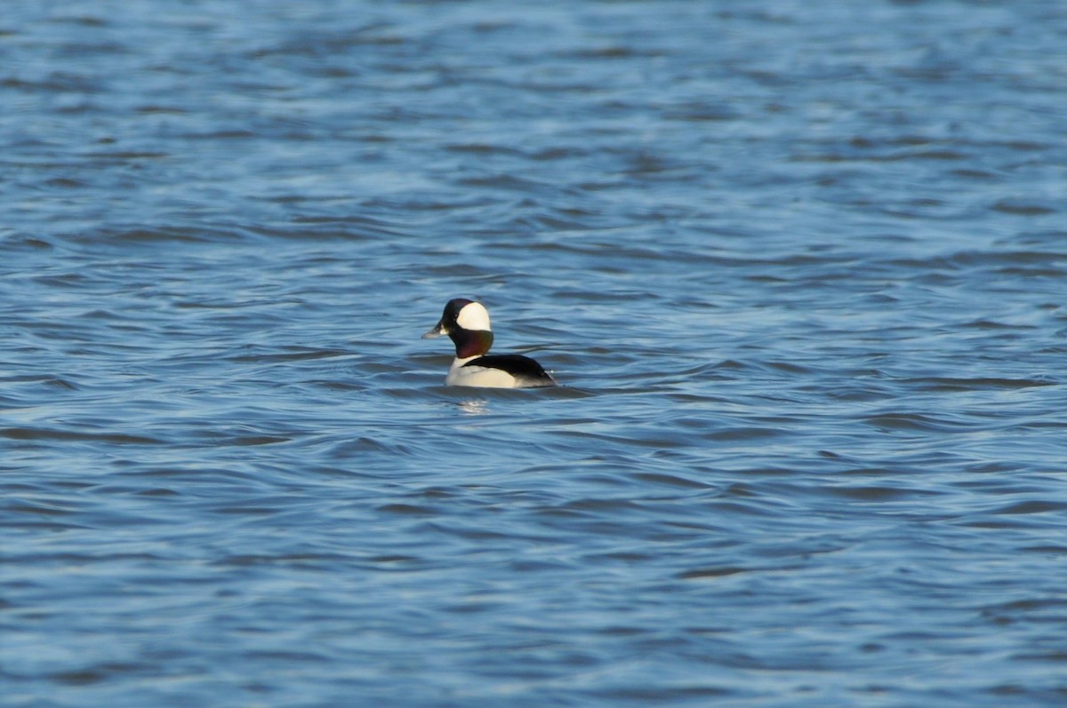 Bufflehead - ML316441841