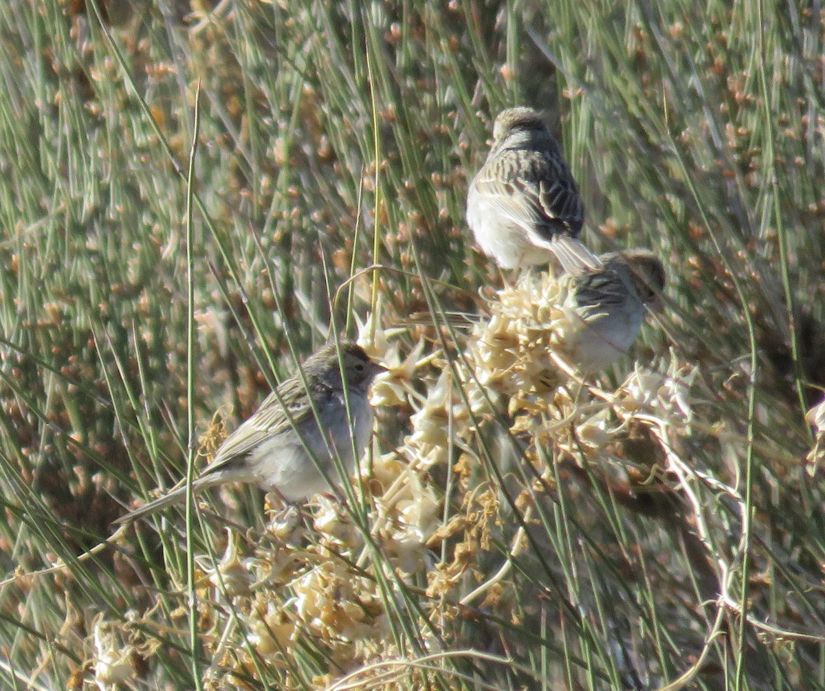 Brewer's Sparrow - ML316443701