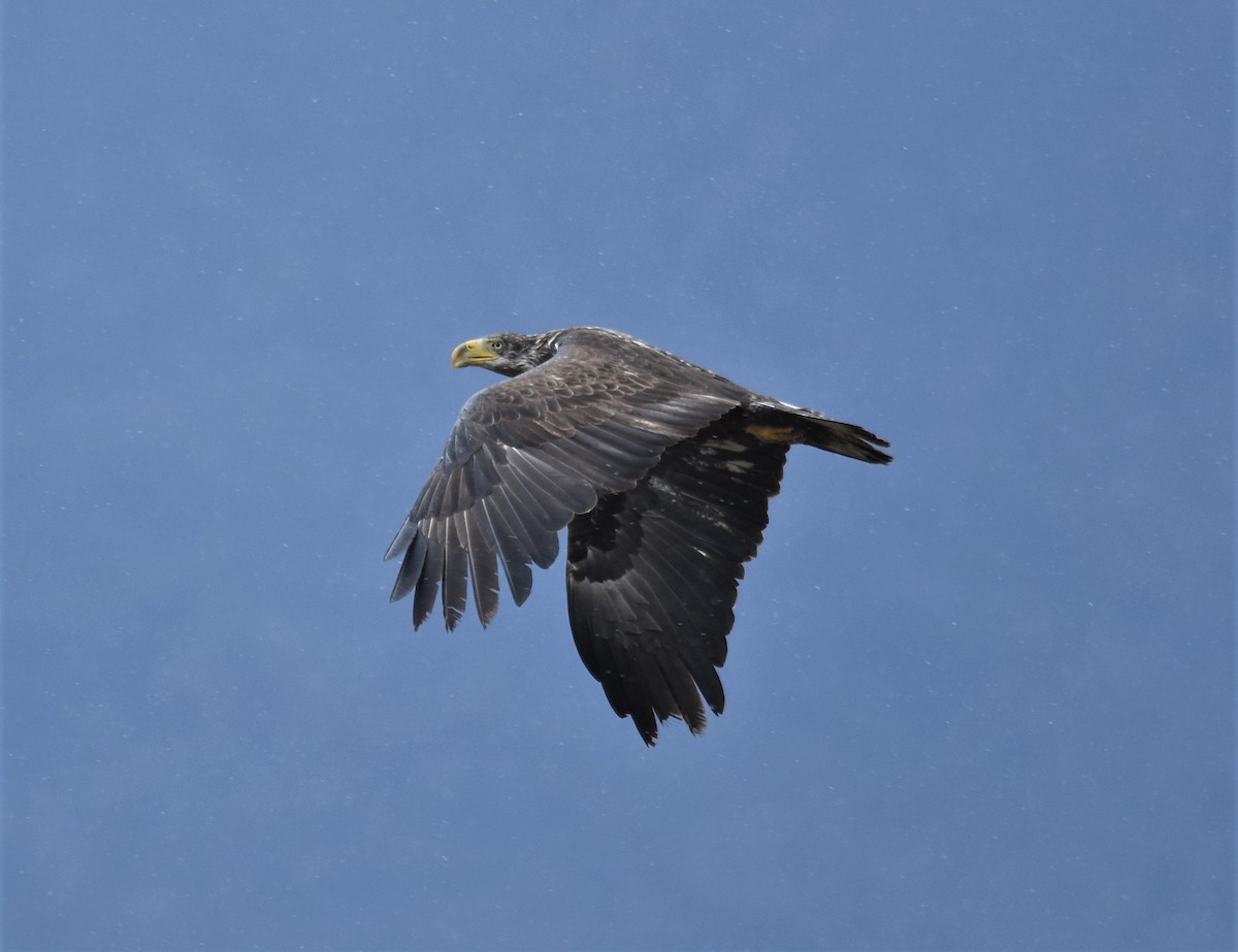 Weißkopf-Seeadler - ML316446171