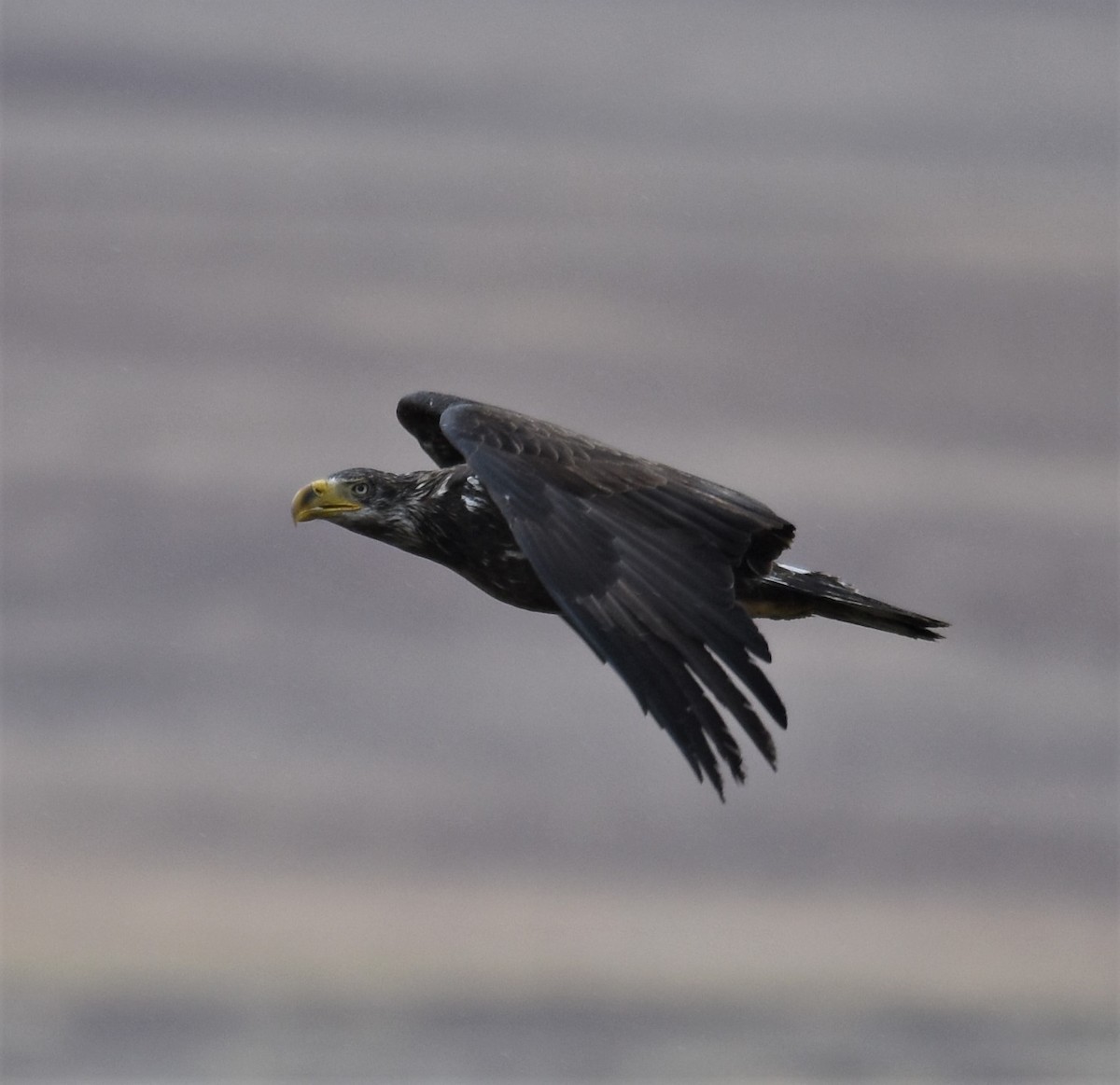 Weißkopf-Seeadler - ML316446221
