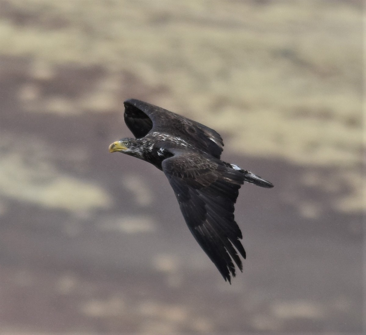 Weißkopf-Seeadler - ML316446261