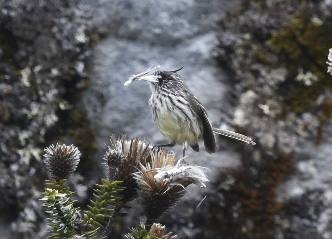 Taurillon mésange - ML316446711