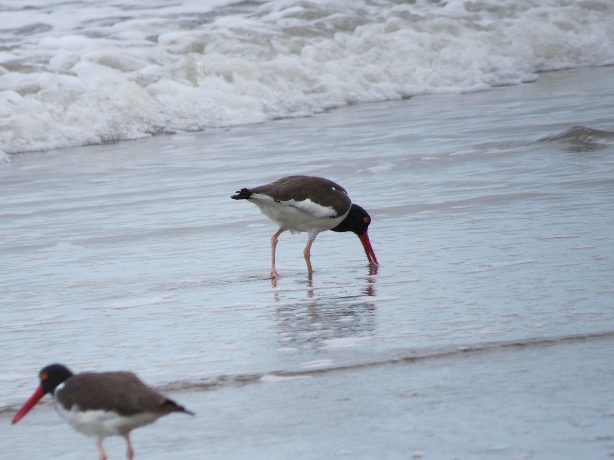 American Oystercatcher - ML316446761