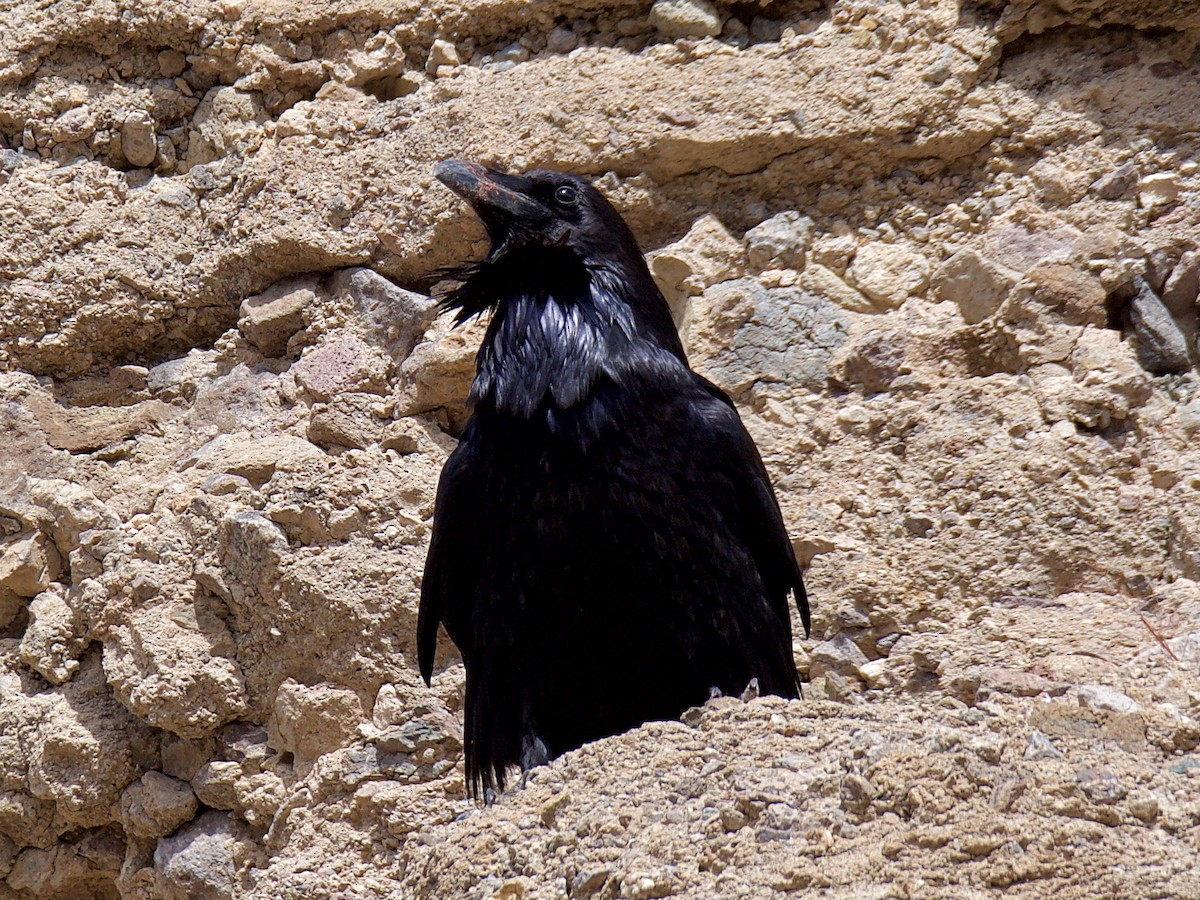 Common Raven - ML316447541