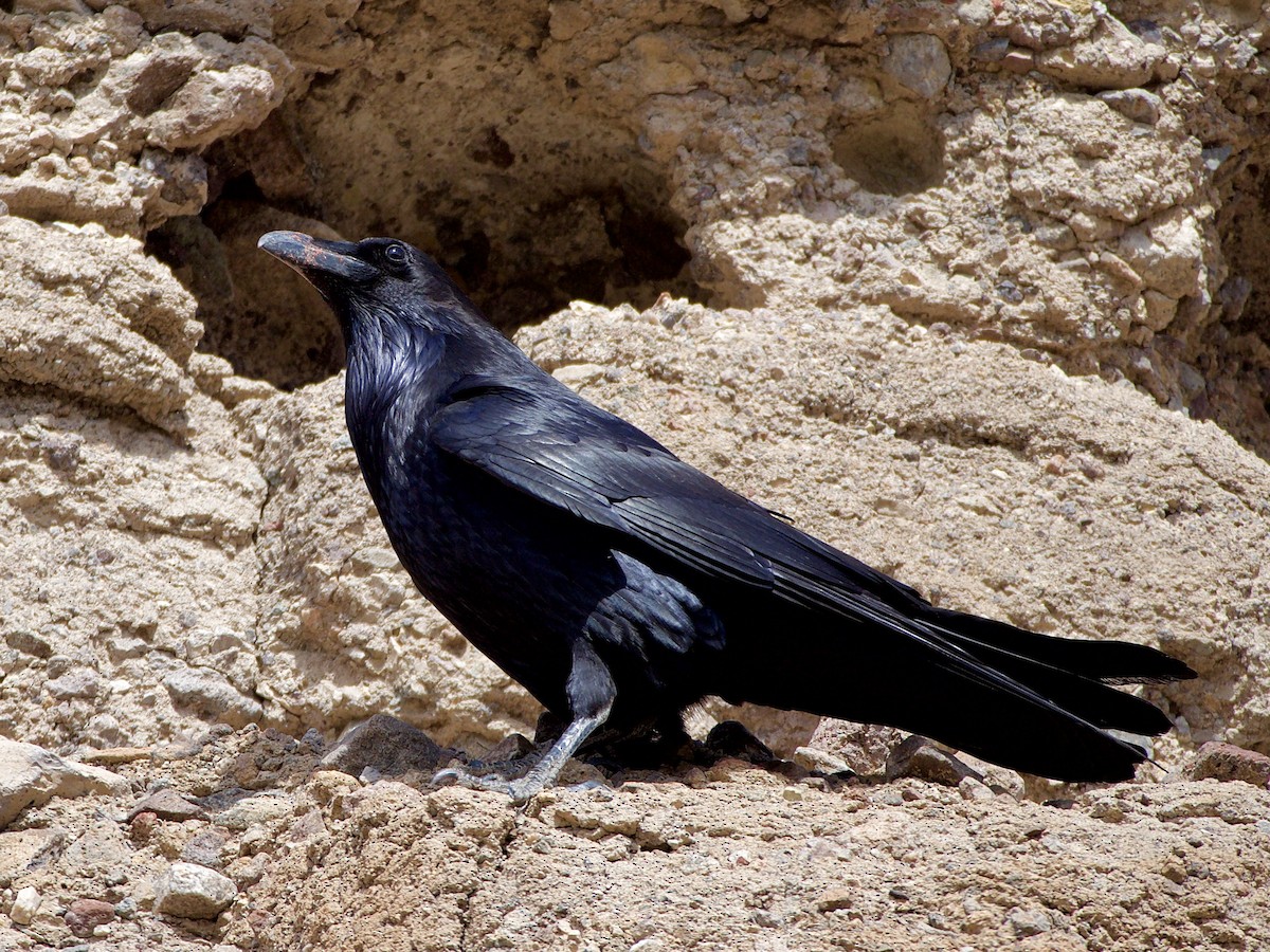 Common Raven - ML316447551