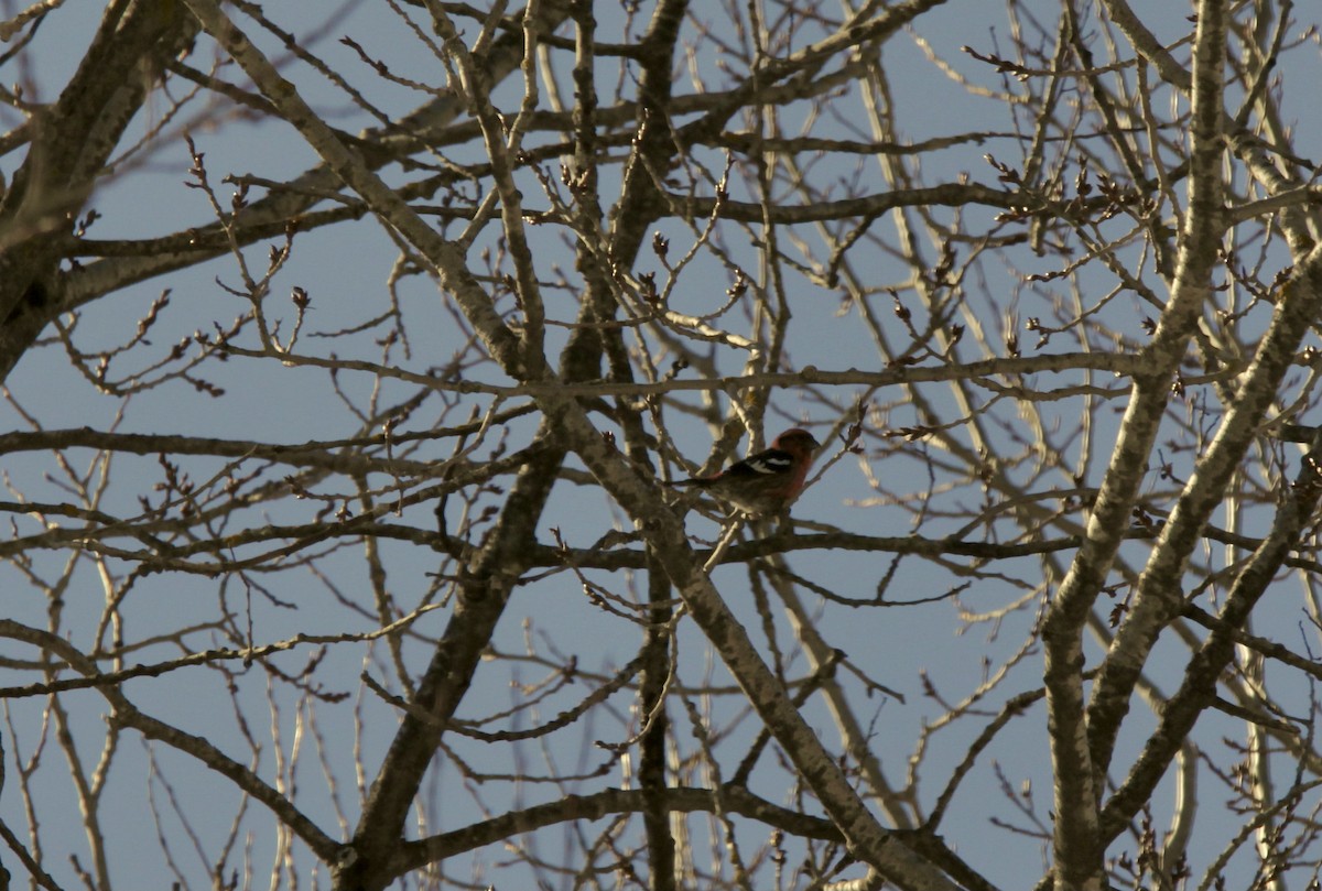 White-winged Crossbill - ML316447741