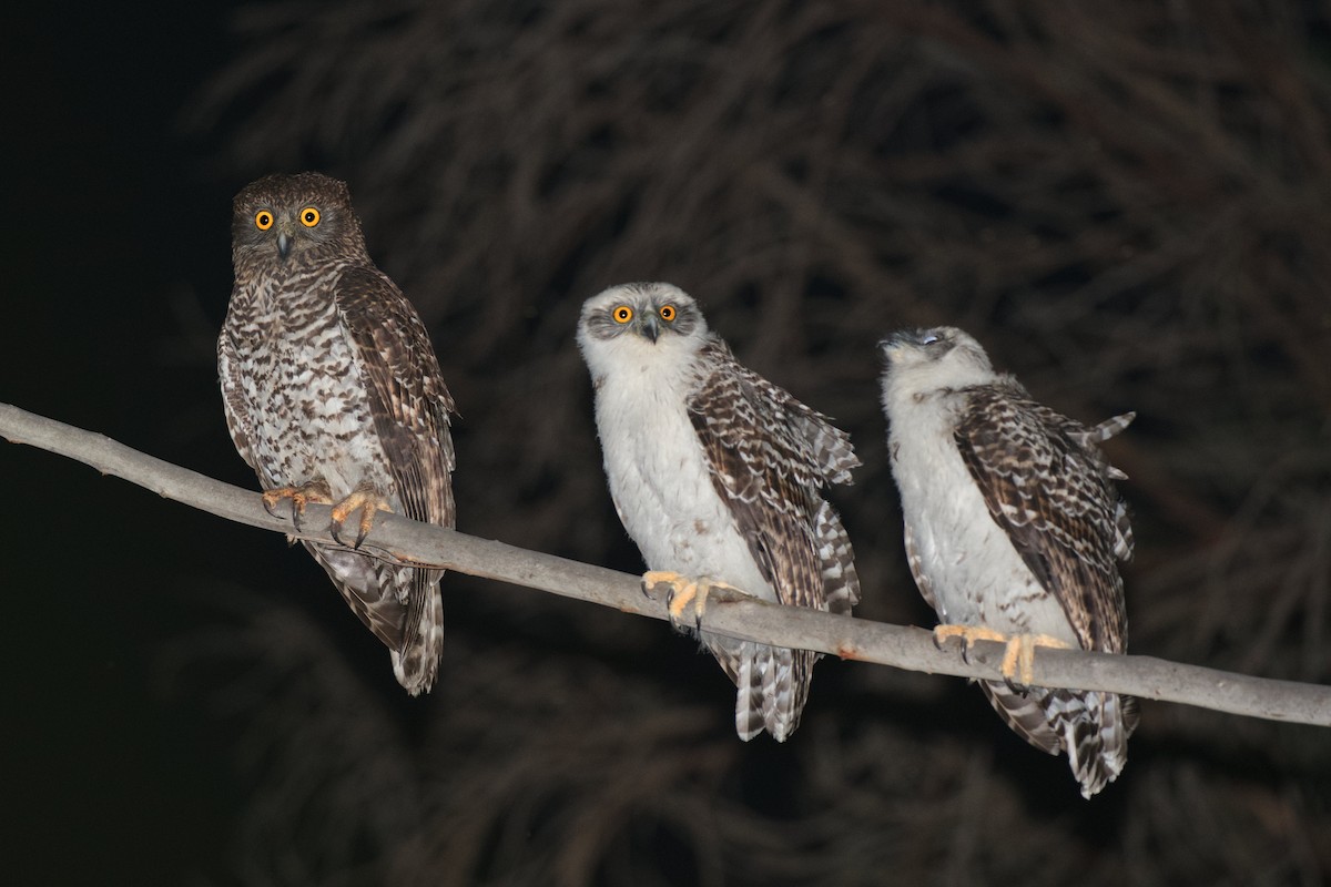 Powerful Owl - Adrian van der Stel