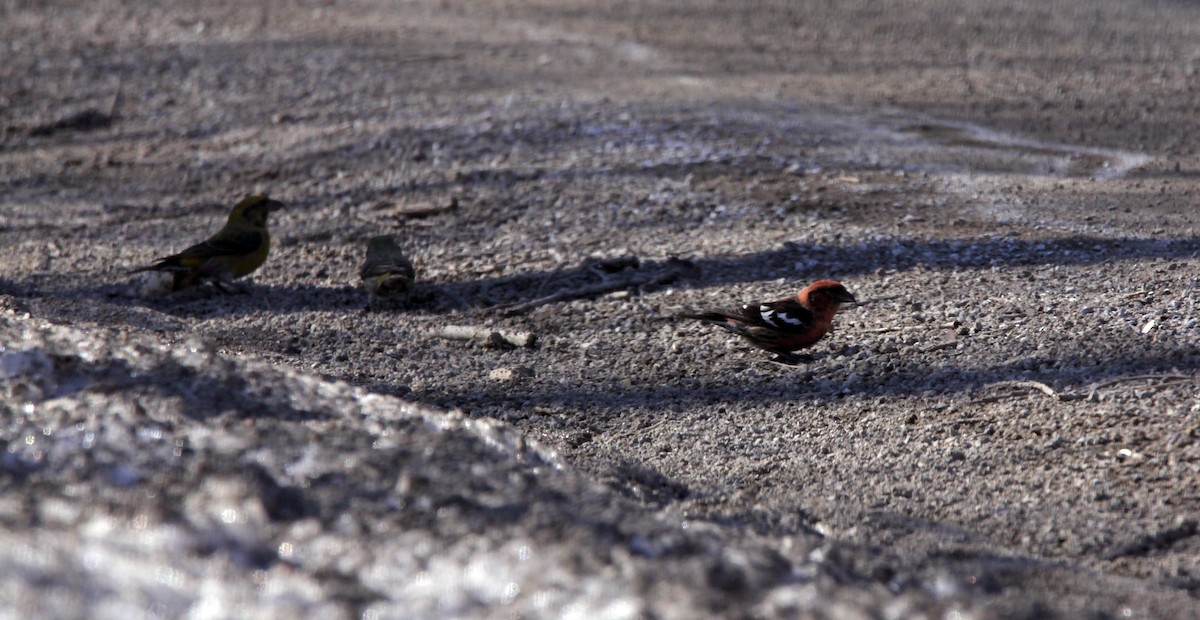 White-winged Crossbill - ML316448121