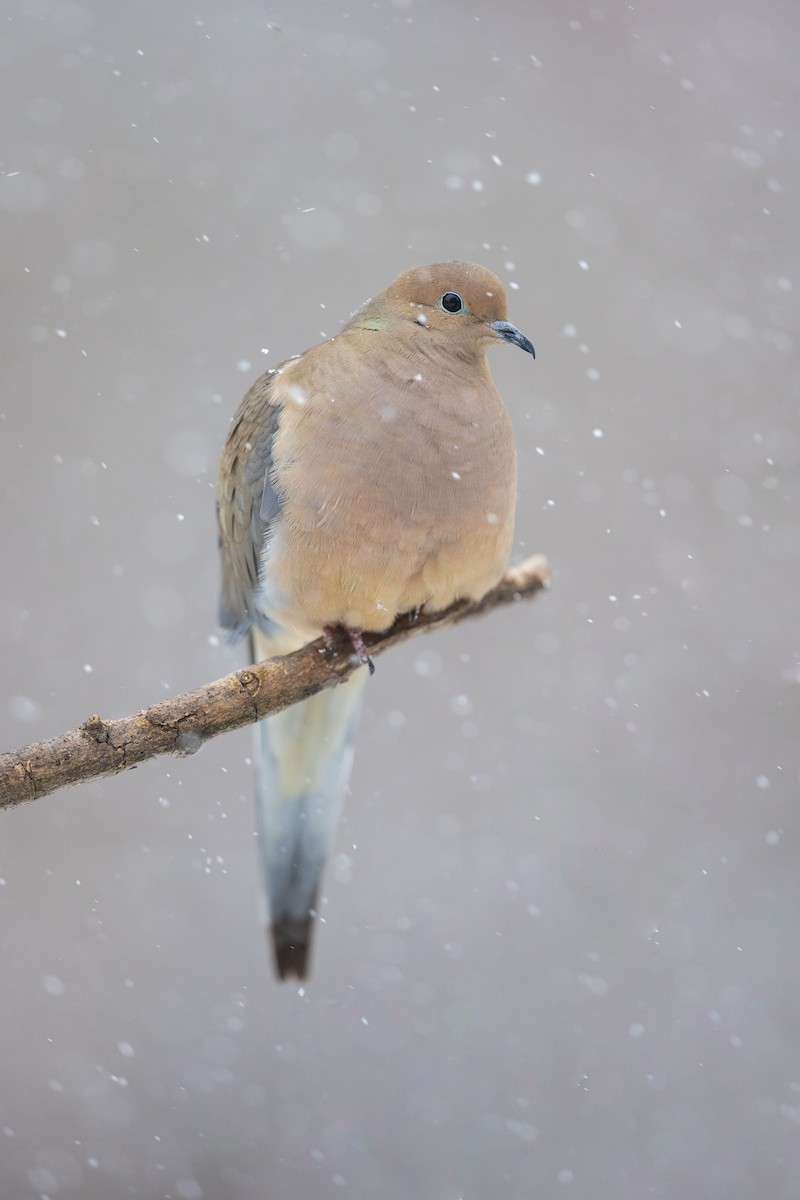 Mourning Dove - Ryan Sanderson