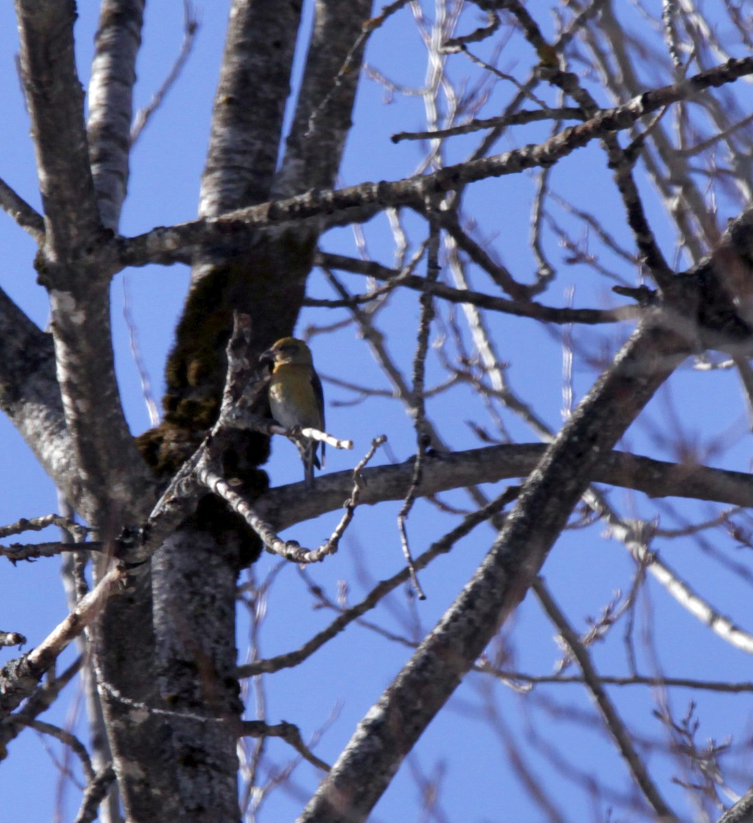 Red Crossbill - Kevin Murphy