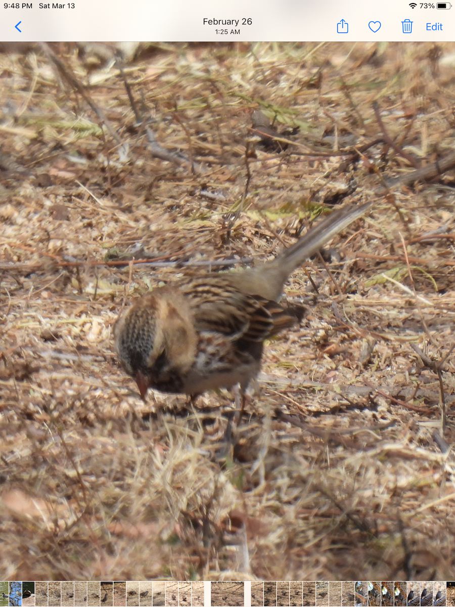 Harris's Sparrow - Sarajane Damin