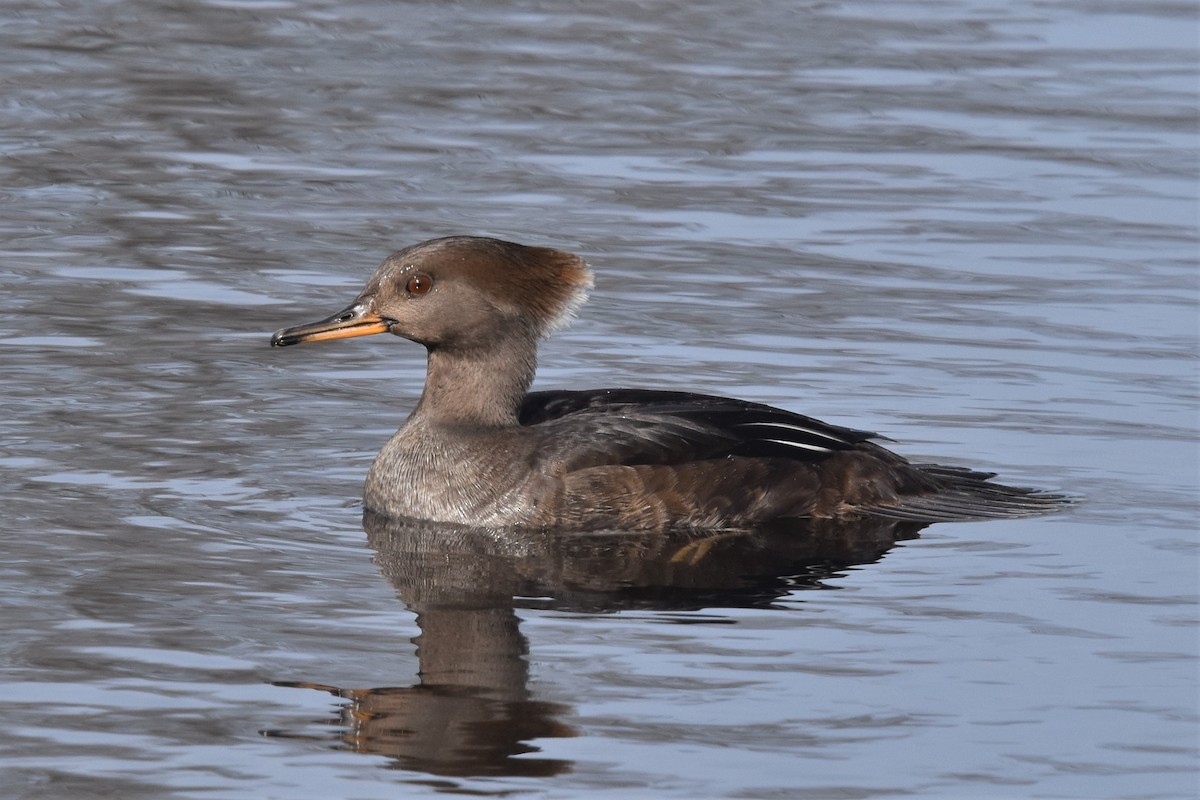 Hooded Merganser - ML316450241