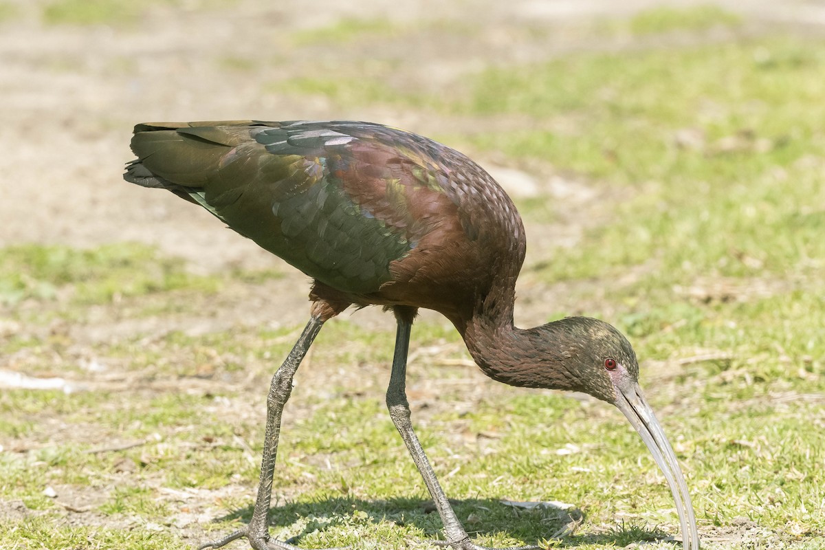 White-faced Ibis - James McNamara