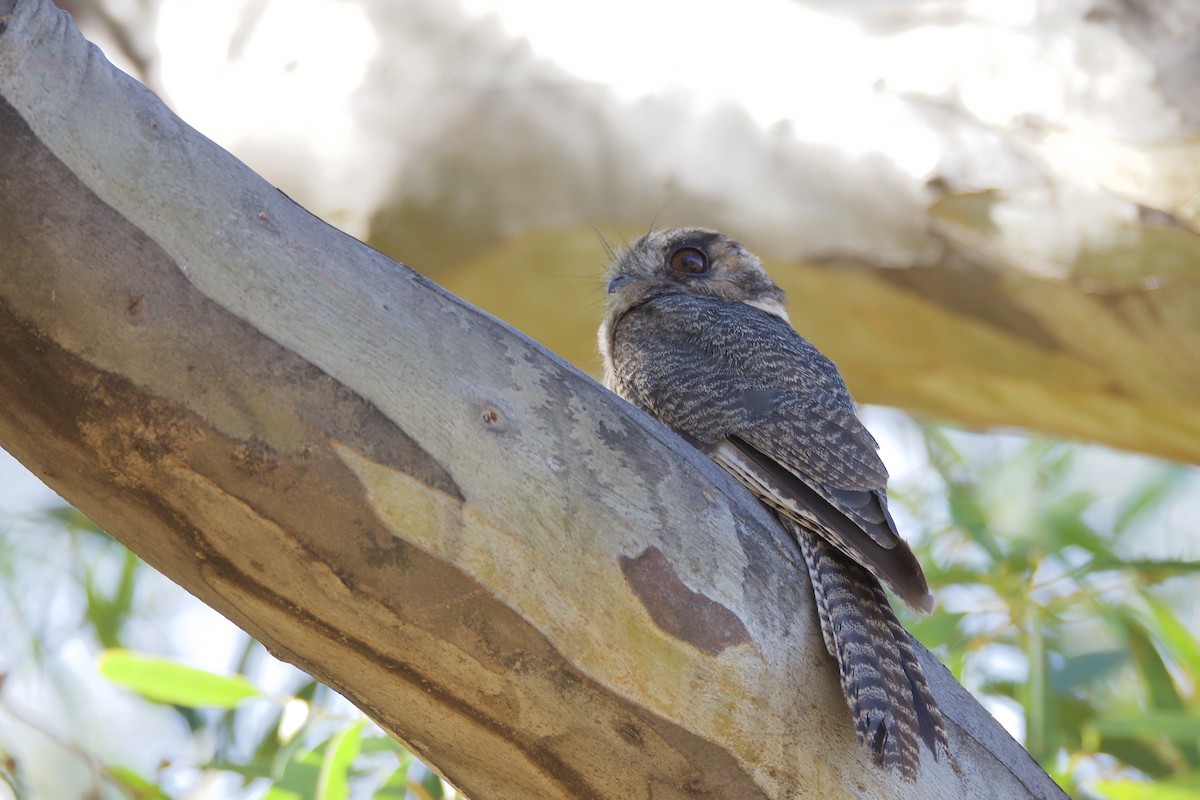 Australian Owlet-nightjar - ML316452751