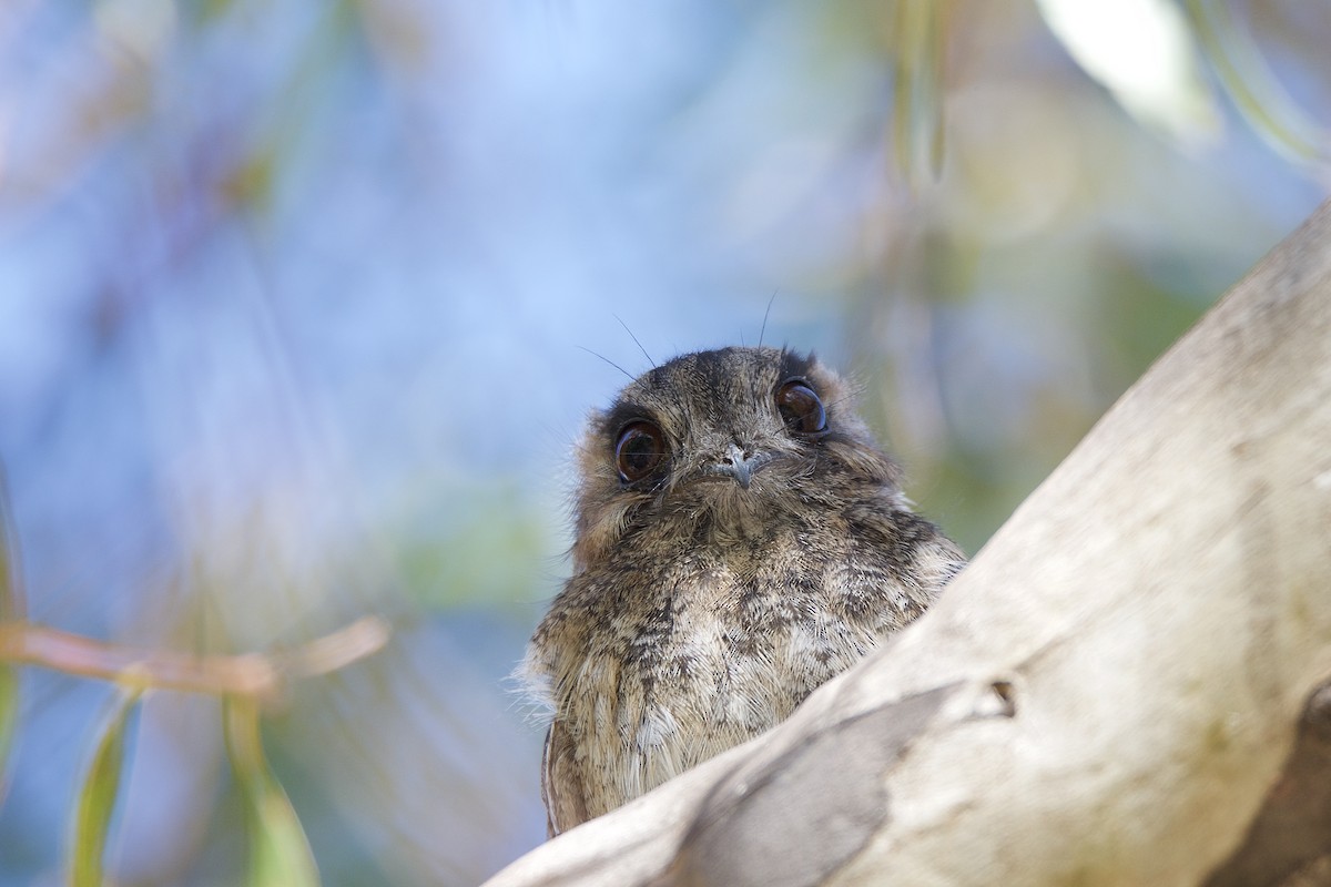 Australian Owlet-nightjar - ML316452811