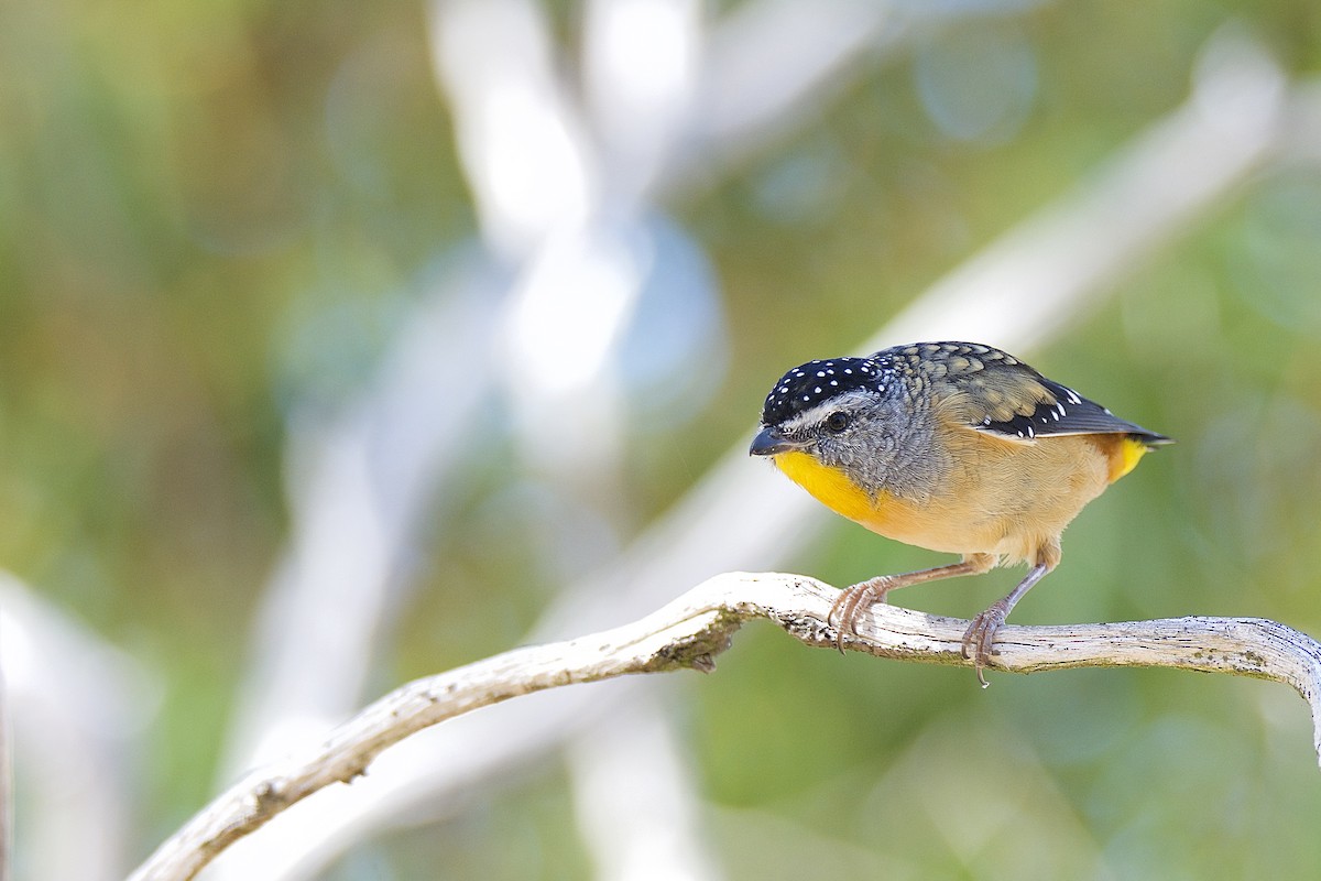 Pardalote pointillé - ML316452941