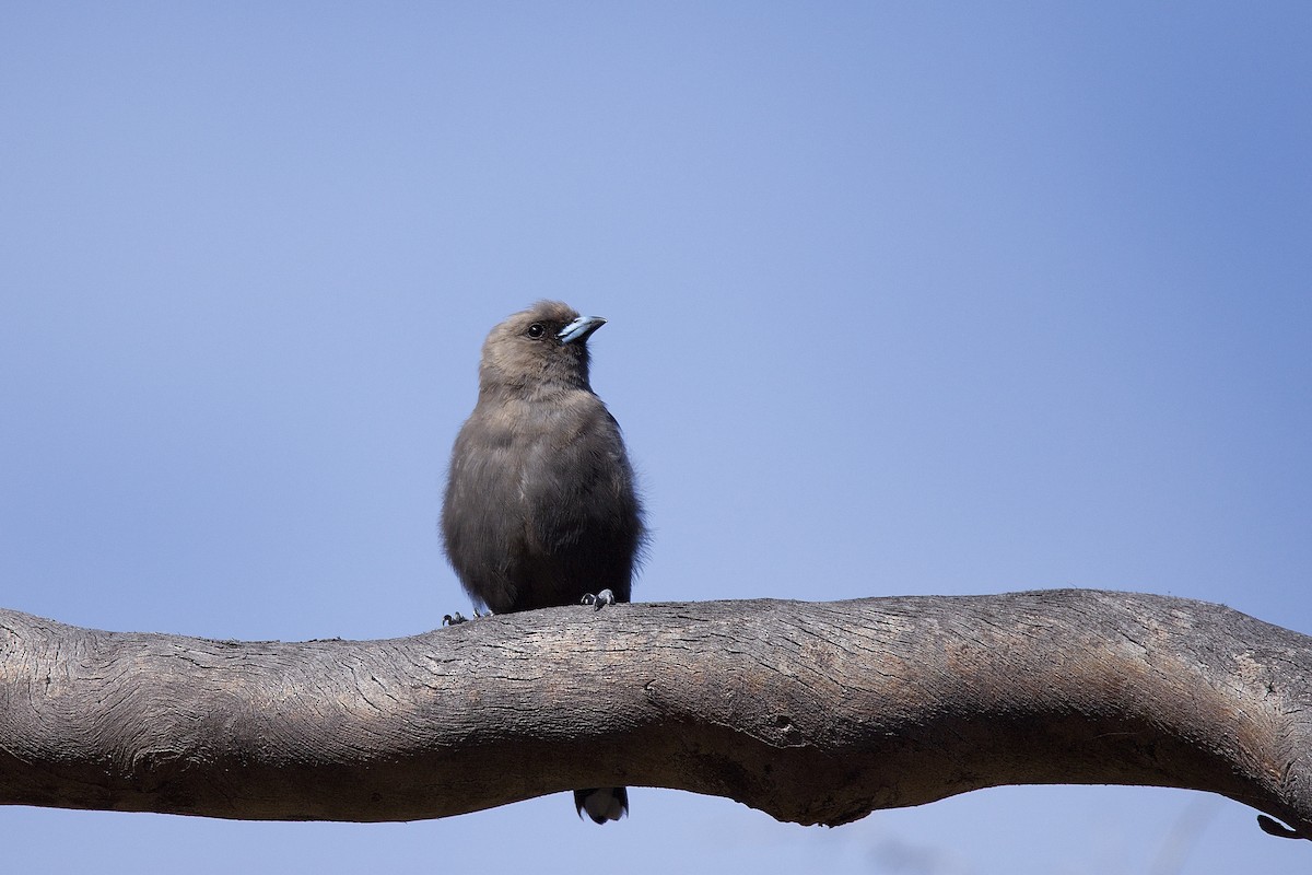 Dusky Woodswallow - ML316453241