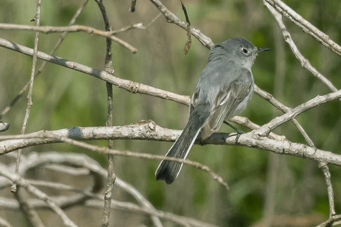 Blue-gray Gnatcatcher - ML316454281