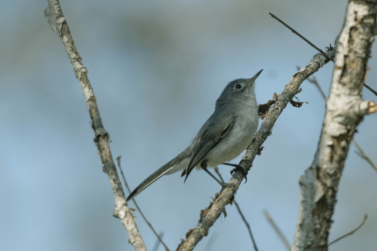 Blue-gray Gnatcatcher - ML316454301