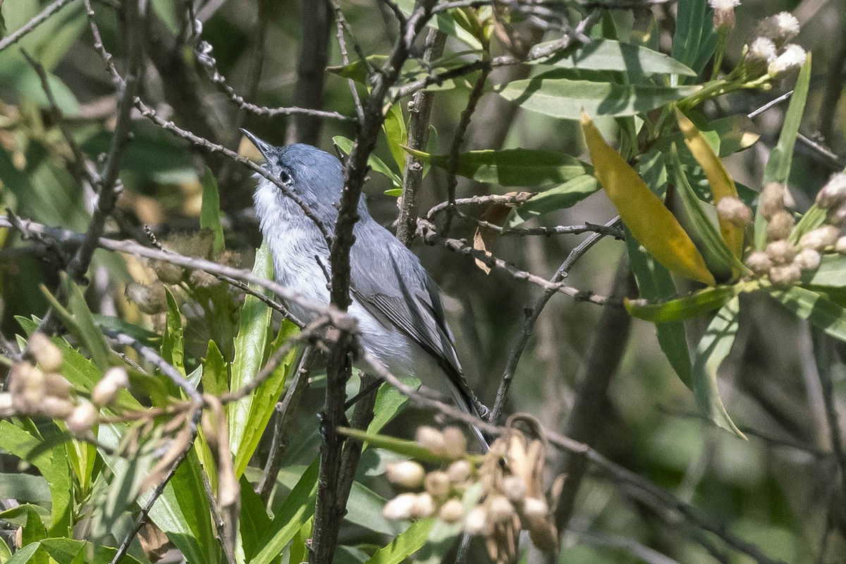 Blue-gray Gnatcatcher - ML316454321